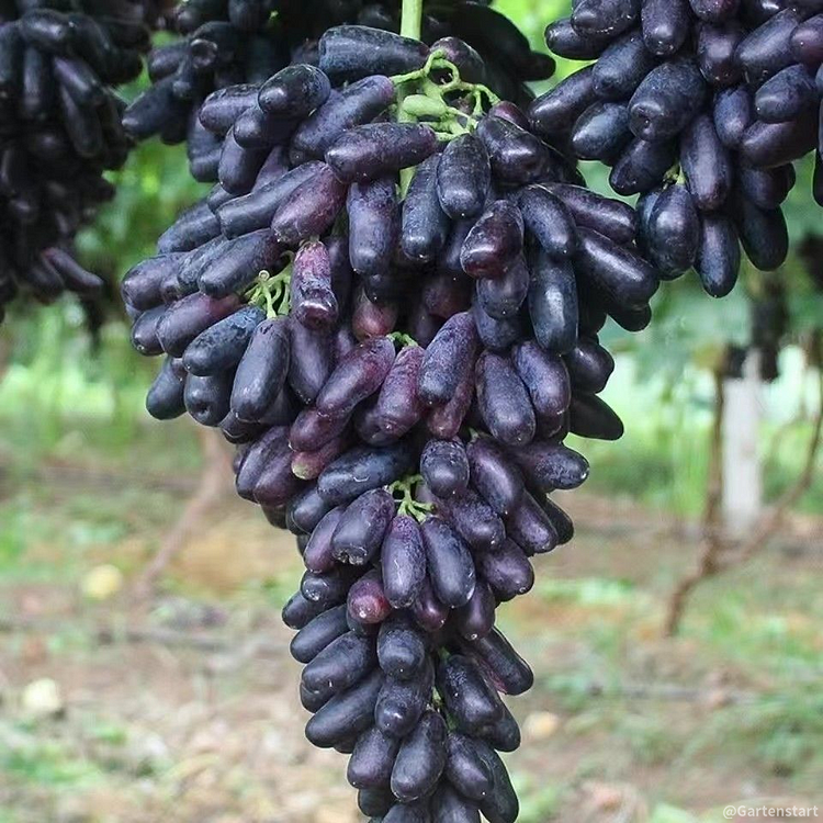 SAPPHIRE GRAPES SEEDS