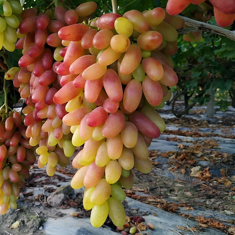 MANICURE FINGER GRAPES SEEDS