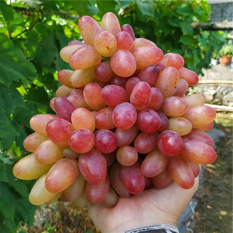 MANICURE FINGER GRAPES SEEDS