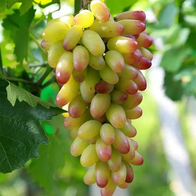 MANICURE FINGER GRAPES SEEDS