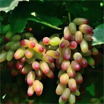 MANICURE FINGER GRAPES SEEDS