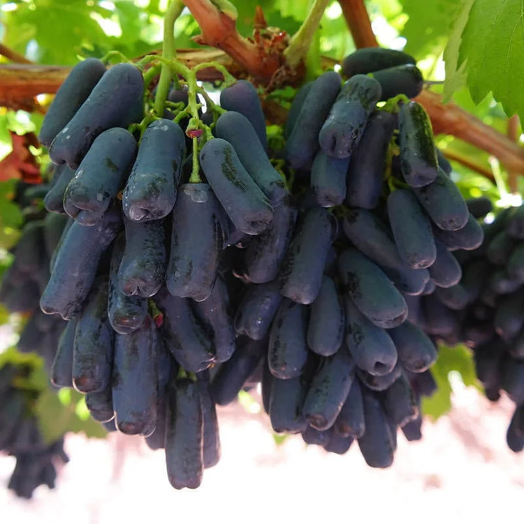 MANICURE FINGER GRAPES SEEDS