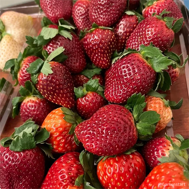 Black Pearl Strawberry Seeds