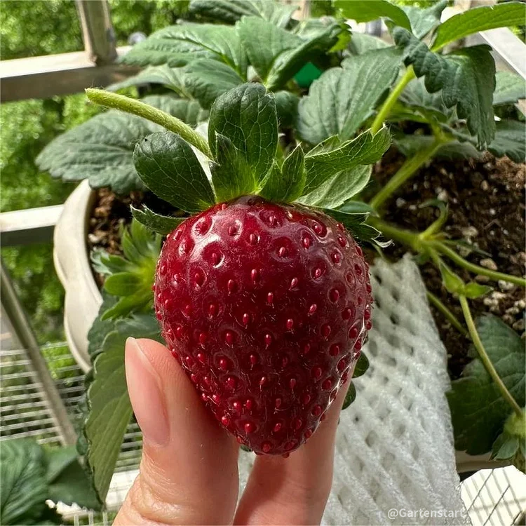 Black Pearl Strawberry Seeds