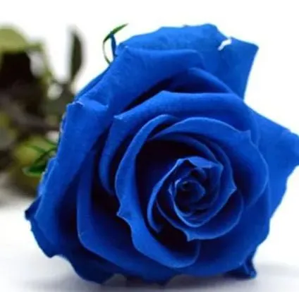 💥48% OFF 💙Blue Enchantress Mix Blue Rose Seeds✨