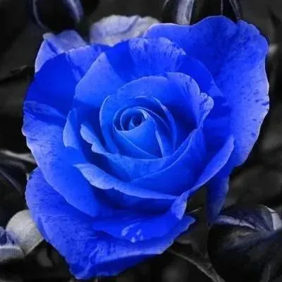 💥48% OFF 💙Blue Enchantress Mix Blue Rose Seeds✨