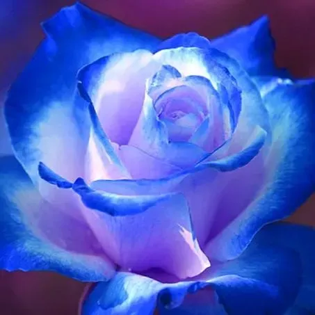 💥48% OFF 💙Blue Enchantress Mix Blue Rose Seeds✨