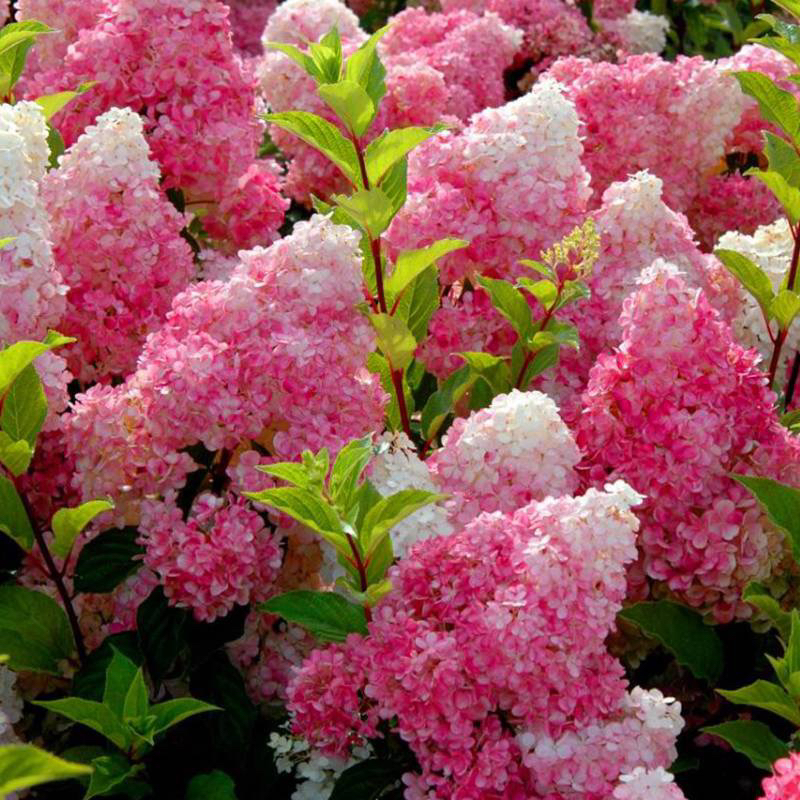 🍓Strawberry Hydrangea Flowers Seeds - 100/200Pcs