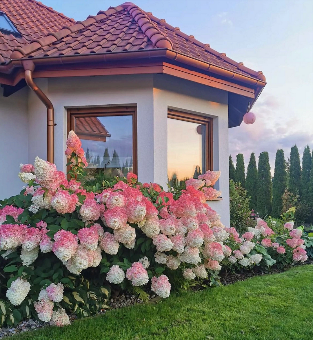 🍓Strawberry Hydrangea Flowers Seeds - 100/200Pcs