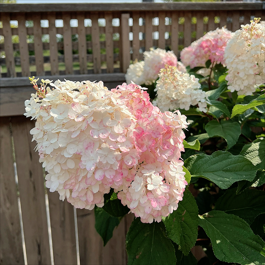 🍓Strawberry Hydrangea Flowers Seeds - 100/200Pcs