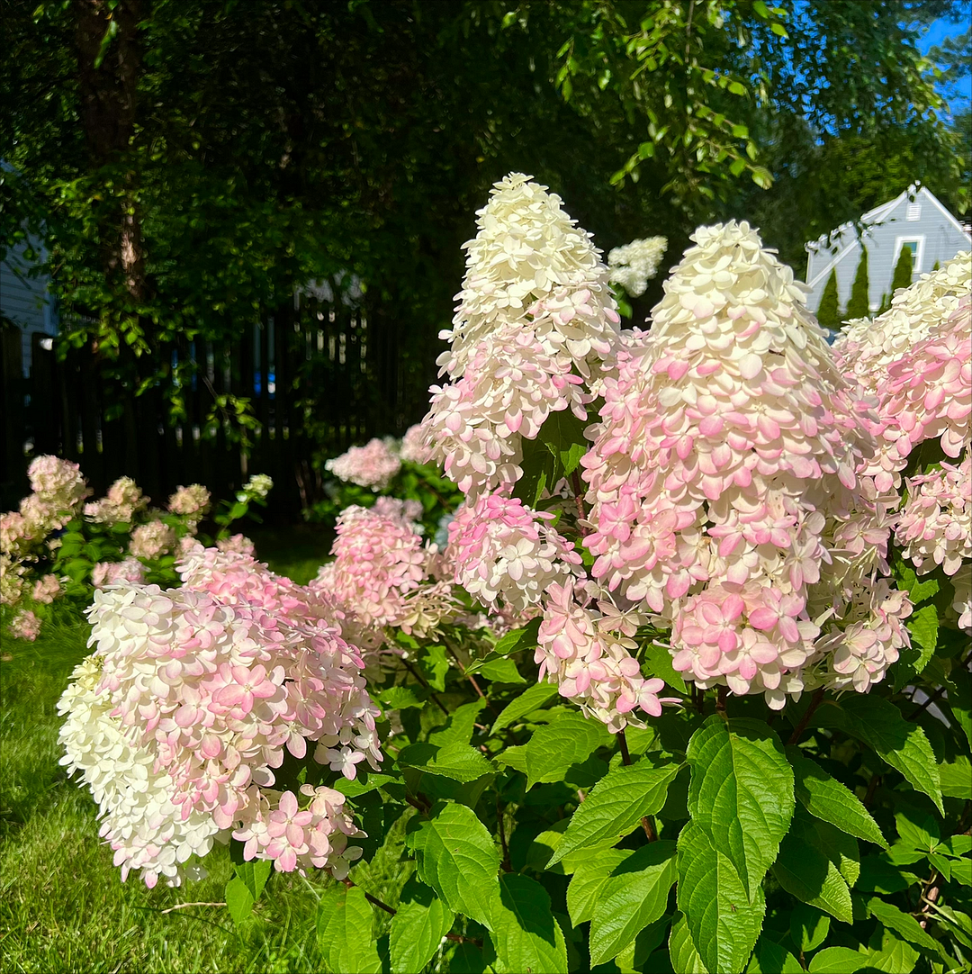 🍓Strawberry Hydrangea Flowers Seeds - 100/200Pcs
