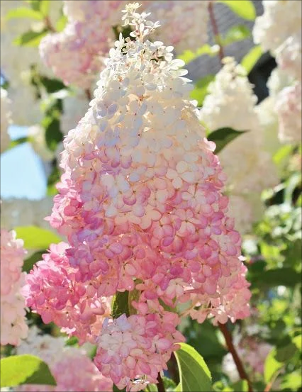 🍓Strawberry Hydrangea Flowers Seeds - 100/200Pcs
