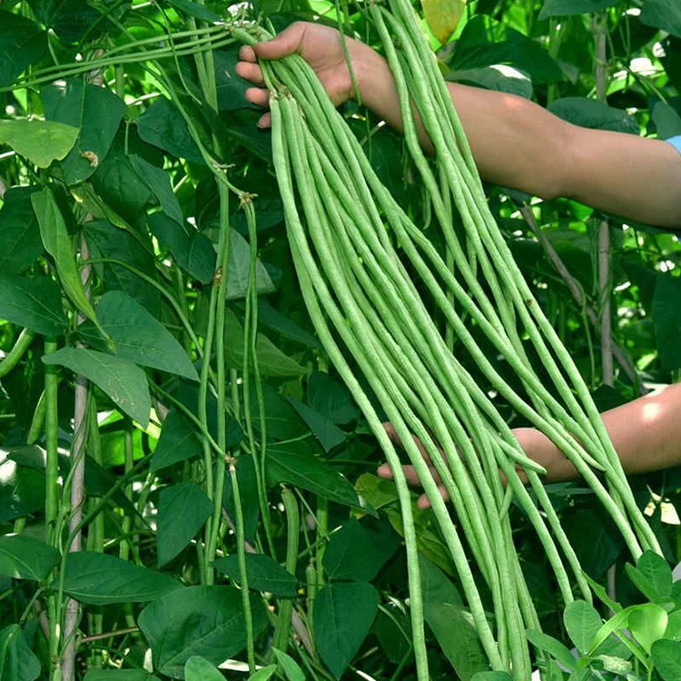 60% OFF🔥SUPER-LONG GREEN BEAN SEEDS - SUPER YIELD