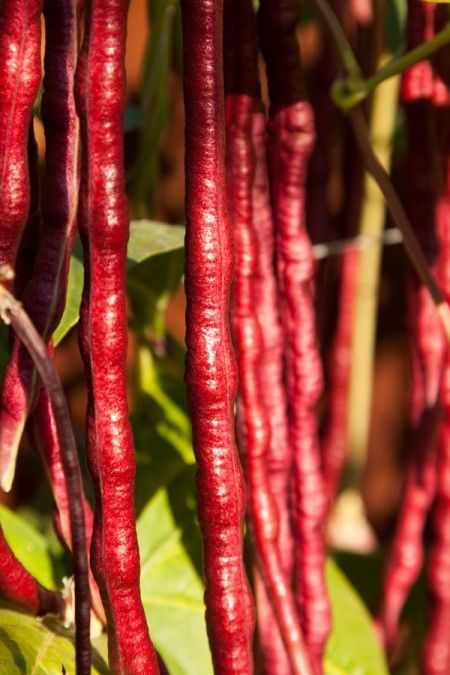 60% OFF🔥SUPER-LONG GREEN BEAN SEEDS - SUPER YIELD