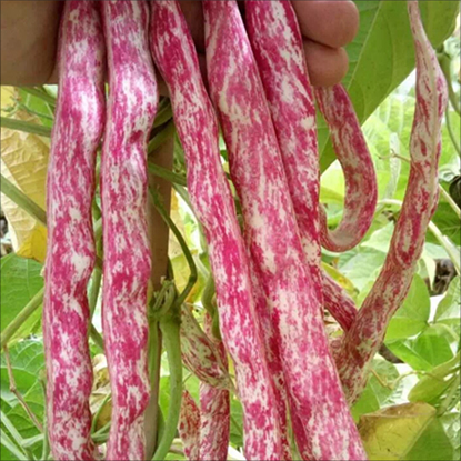 60% OFF🔥SUPER-LONG GREEN BEAN SEEDS - SUPER YIELD