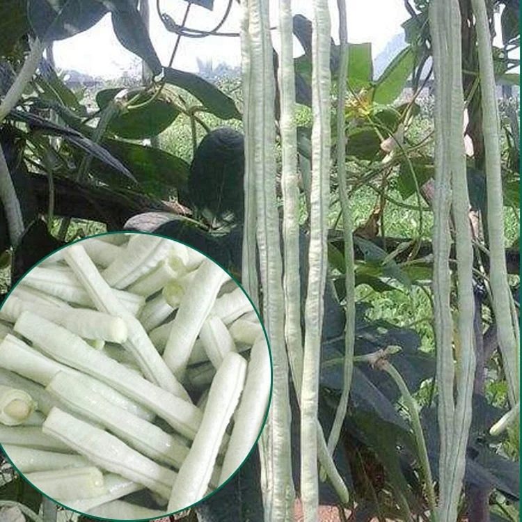 60% OFF🔥SUPER-LONG GREEN BEAN SEEDS - SUPER YIELD