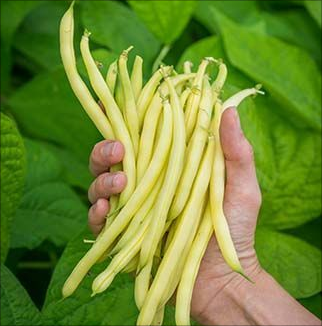 60% OFF🔥SUPER-LONG GREEN BEAN SEEDS - SUPER YIELD