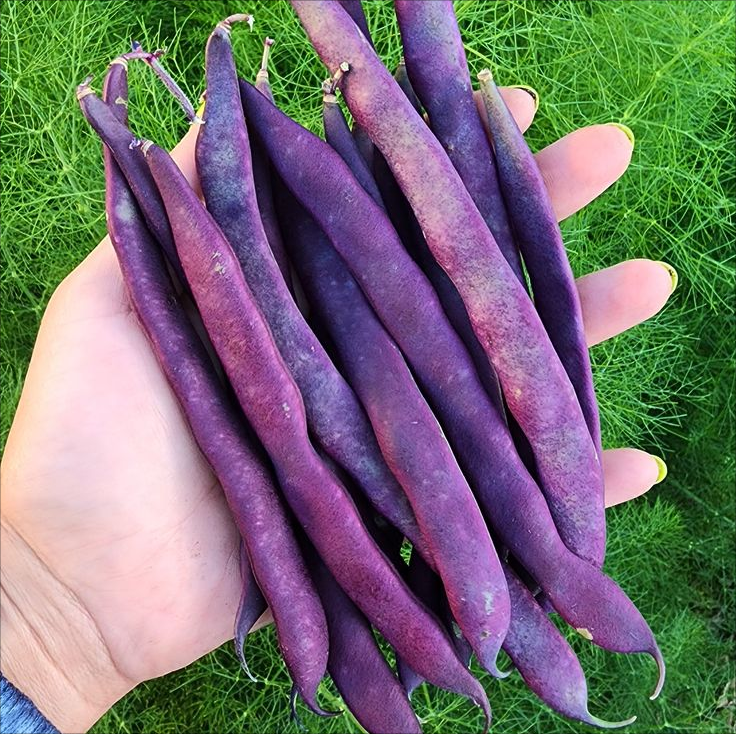60% OFF🔥SUPER-LONG GREEN BEAN SEEDS - SUPER YIELD