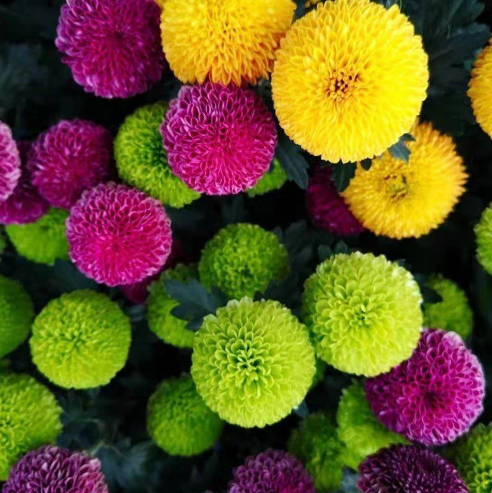 🏵️BUNTE PING-PONG-CHRYSANTHEMENSAMEN