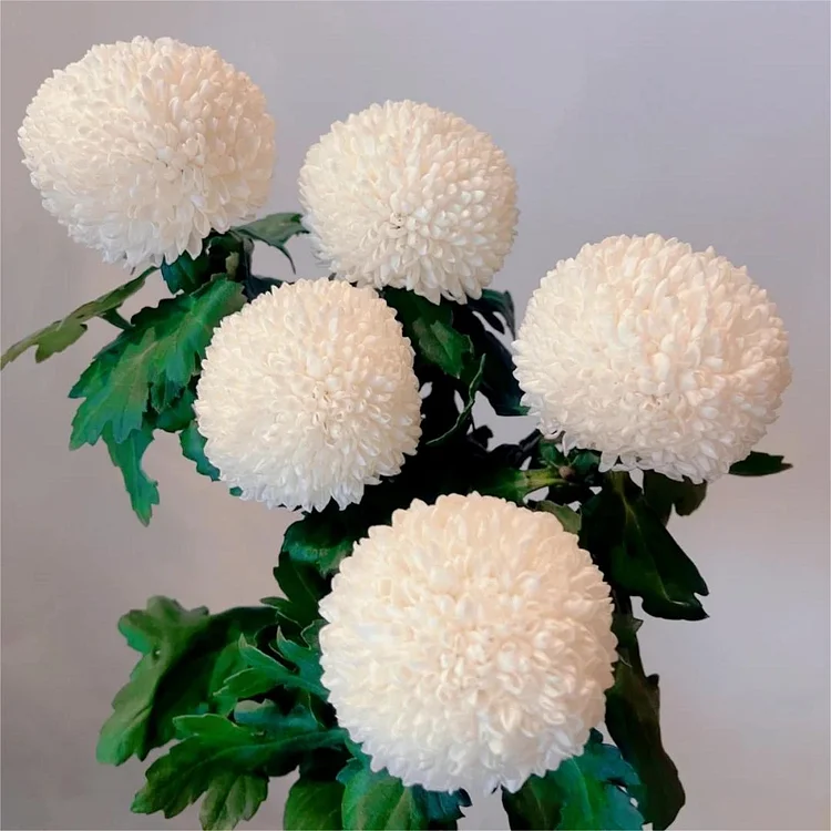 🏵️BUNTE PING-PONG-CHRYSANTHEMENSAMEN