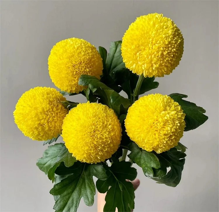 🏵️BUNTE PING-PONG-CHRYSANTHEMENSAMEN