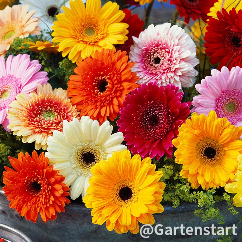 Mixed Gerbera Flower Seeds