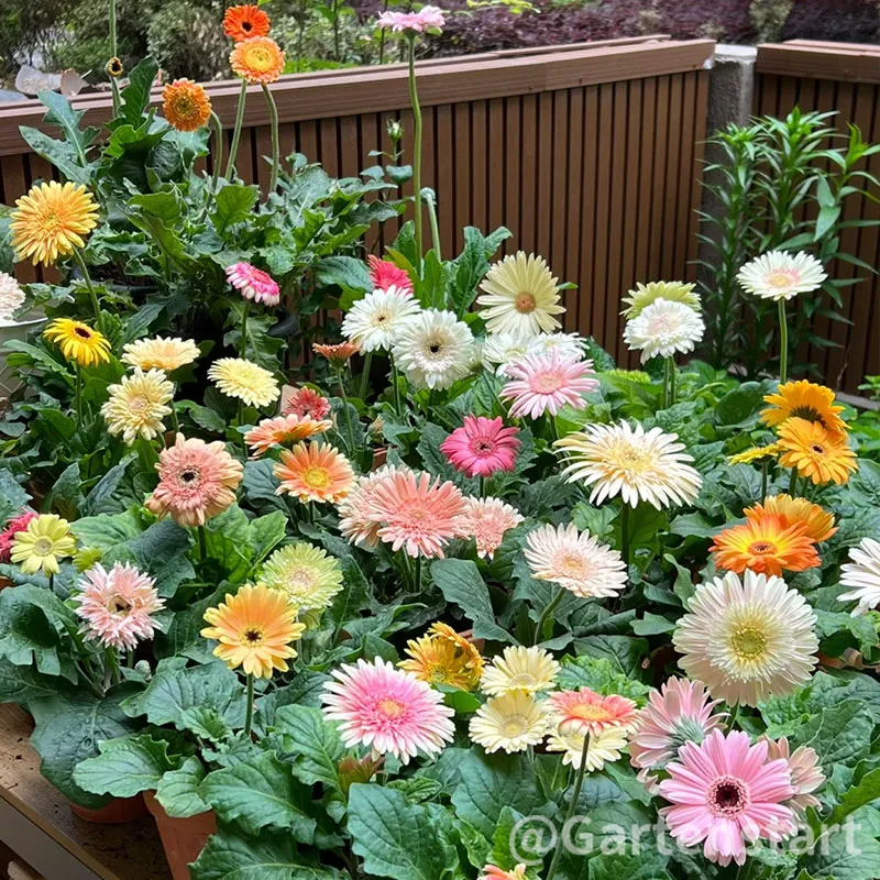 Mixed Gerbera Flower Seeds
