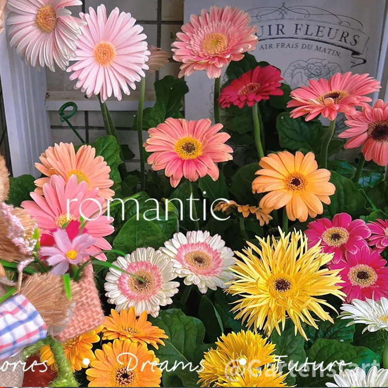 Mixed Gerbera Flower Seeds