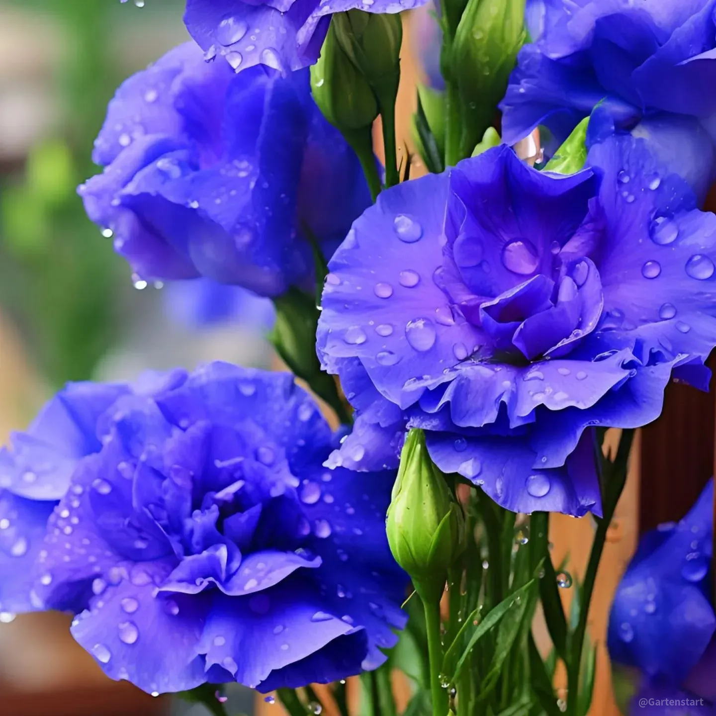 Limited Time Offer 53% Off🚨Mixed-Color Lisianthus🌈Heirloom Seeds