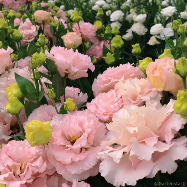 Limited Time Offer 53% Off🚨Mixed-Color Lisianthus🌈Heirloom Seeds