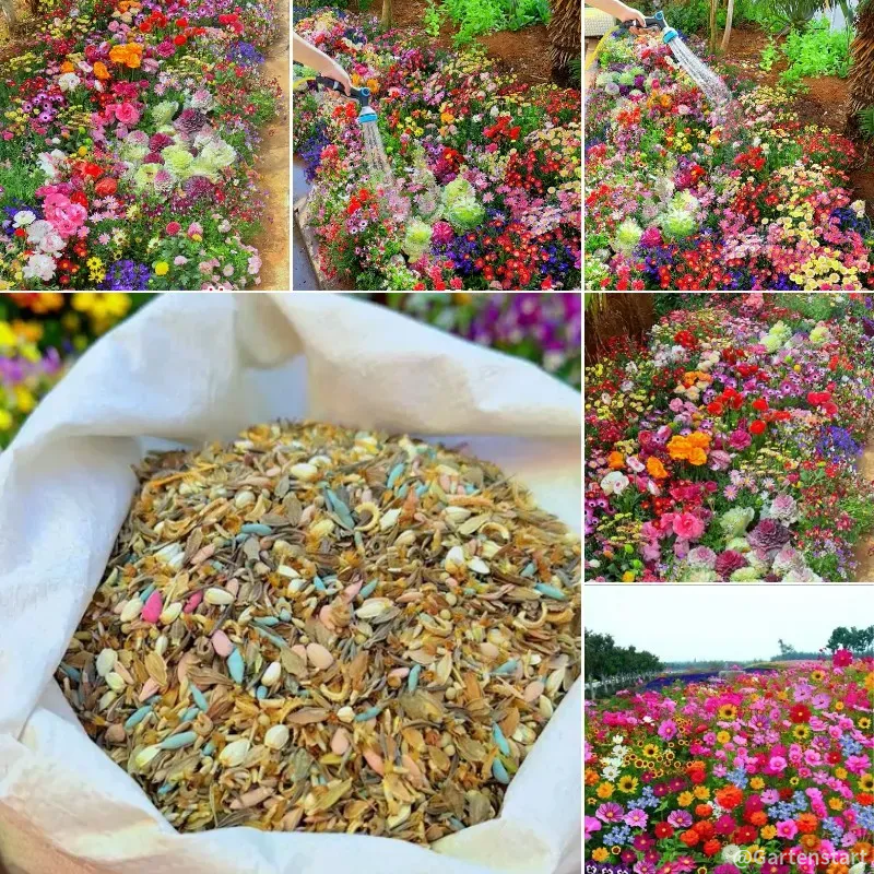 🔥Last Day 60% Off🚨Mixed Perennial Flowers Seeds-Over 60 Kinds Mixed💐