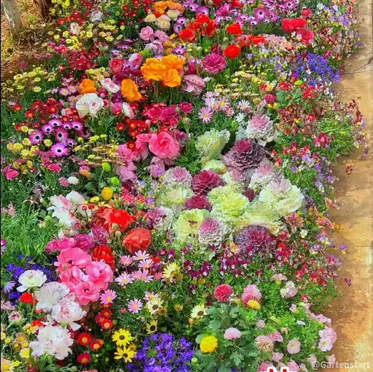 🔥Last Day 60% Off🚨Mixed Perennial Flowers Seeds-Over 60 Kinds Mixed💐