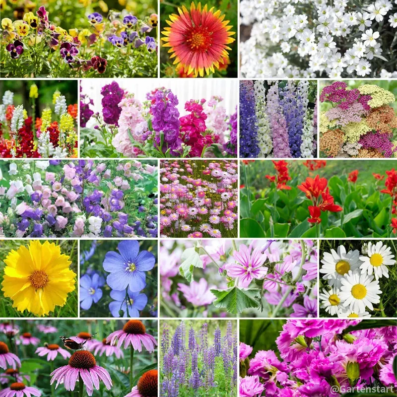 🔥Last Day 60% Off🚨Mixed Perennial Flowers Seeds-Over 60 Kinds Mixed💐