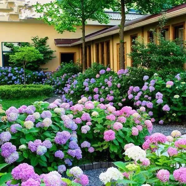 Hydrangea Seed: Unlock Nature's Beauty