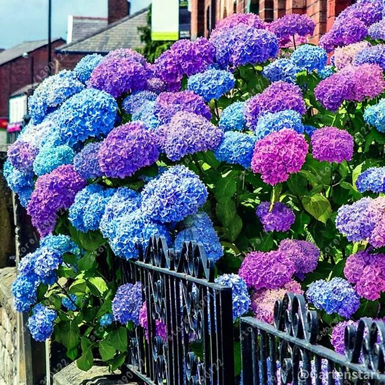 Hydrangea Seed: Unlock Nature's Beauty