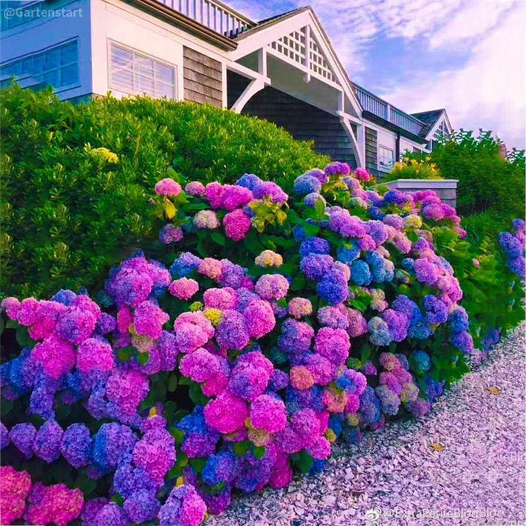 Hydrangea Seed: Unlock Nature's Beauty