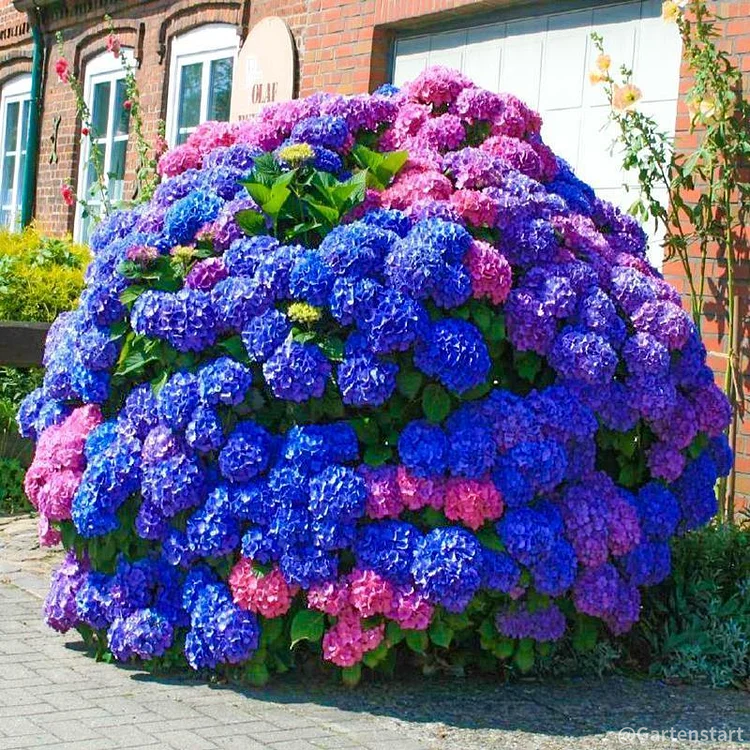 Hydrangea Seed: Unlock Nature's Beauty