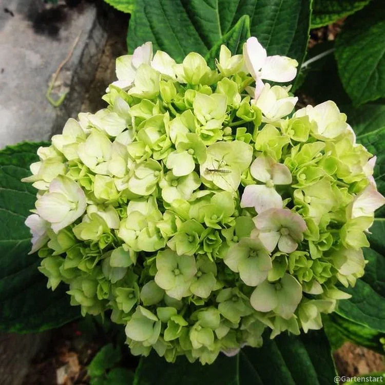 Hydrangea Seed: Unlock Nature's Beauty