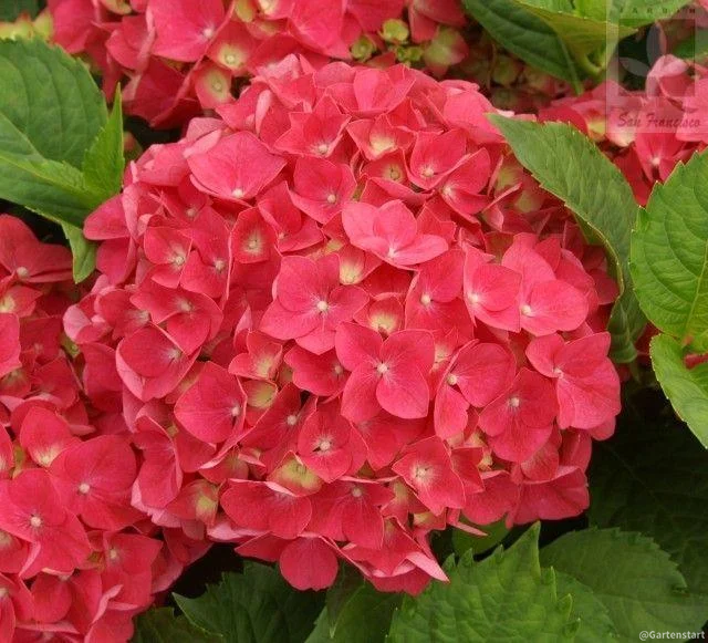 Hydrangea Seed: Unlock Nature's Beauty