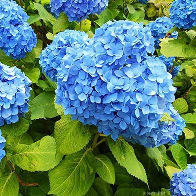 Hydrangea Seed: Unlock Nature's Beauty