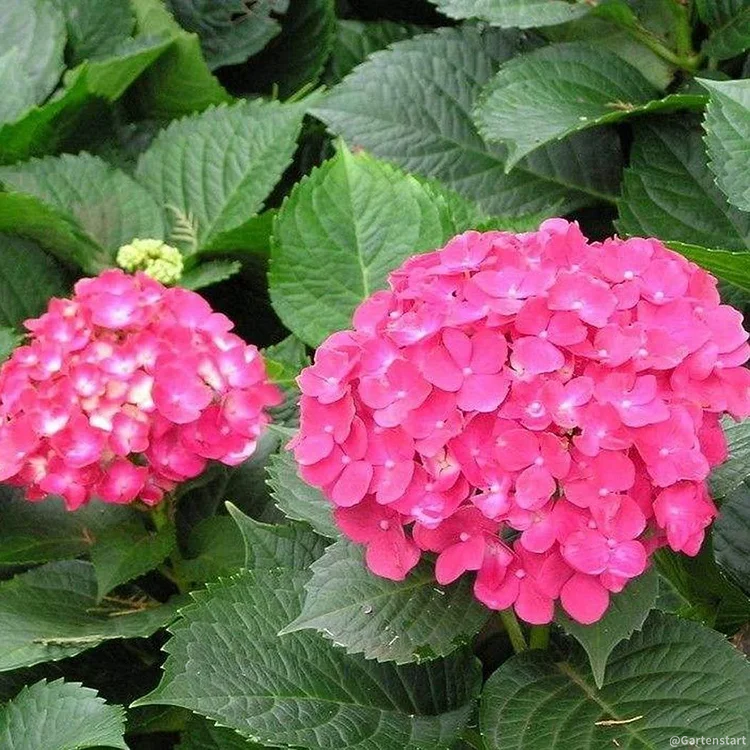 Hydrangea Seed: Unlock Nature's Beauty