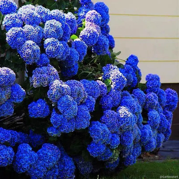 Hydrangea Seed: Unlock Nature's Beauty