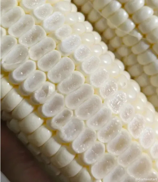 Gem Corn Seeds for Home Vegetable Gardens