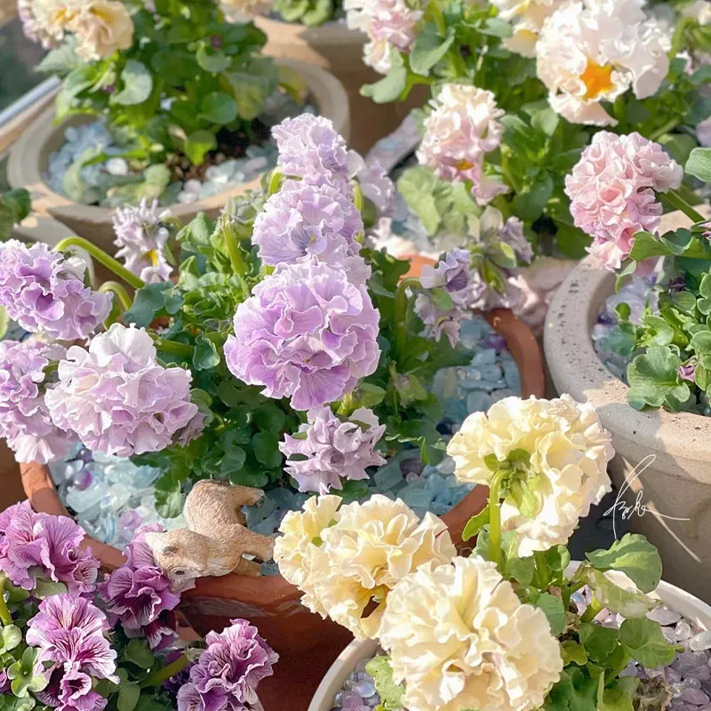 Limited Time Offer 55% Off🚨Mixed Pansy Seeds