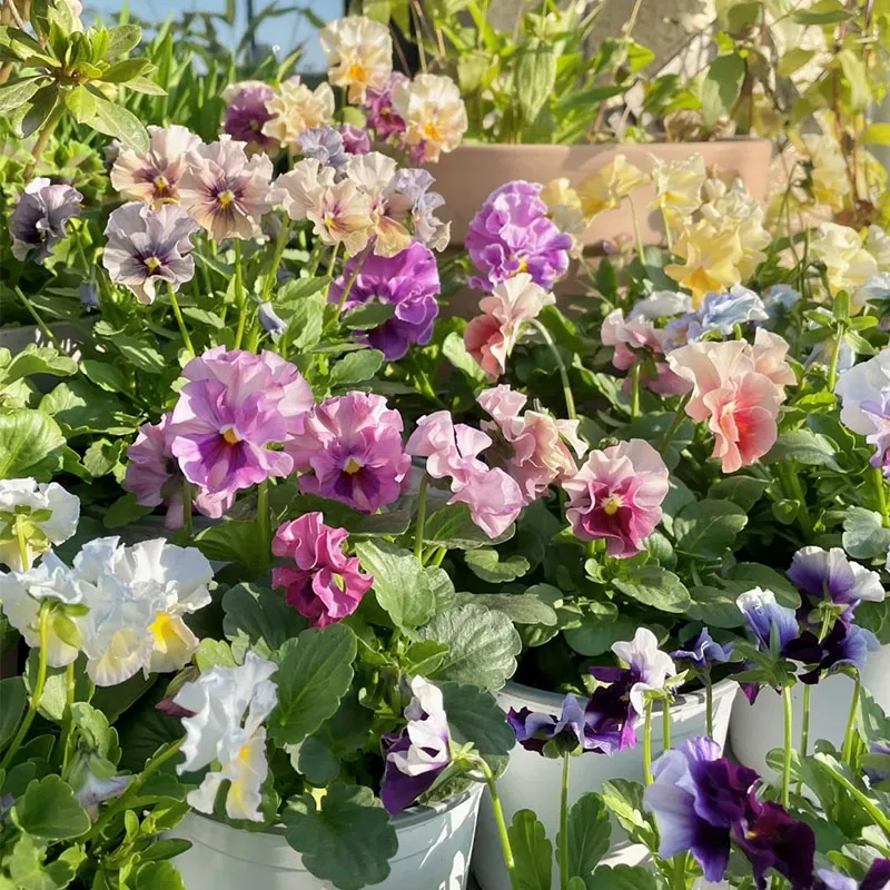 Limited Time Offer 55% Off🚨Mixed Pansy Seeds