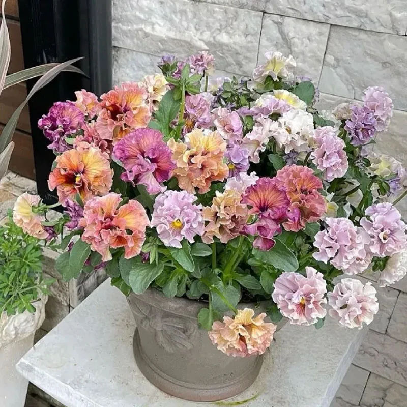 Limited Time Offer 55% Off🚨Mixed Pansy Seeds