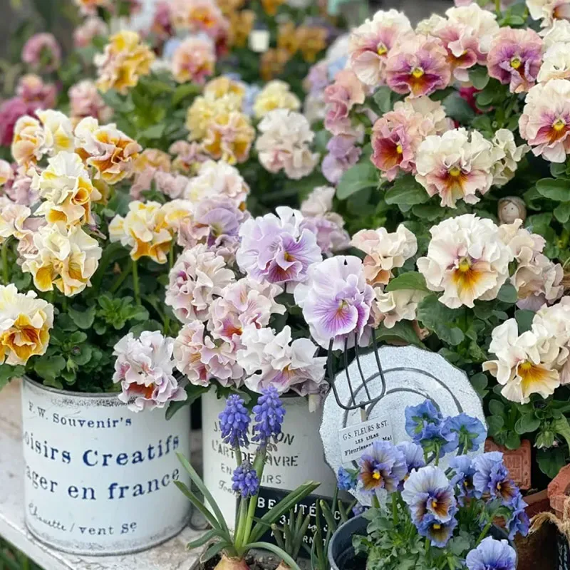 Limited Time Offer 55% Off🚨Mixed Pansy Seeds