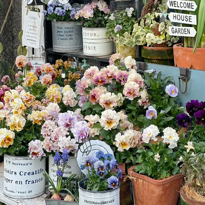 Limited Time Offer 55% Off🚨Mixed Pansy Seeds