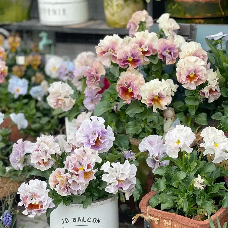 Limited Time Offer 55% Off🚨Mixed Pansy Seeds