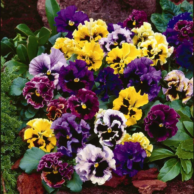 Limited Time Offer 55% Off🚨Mixed Pansy Seeds
